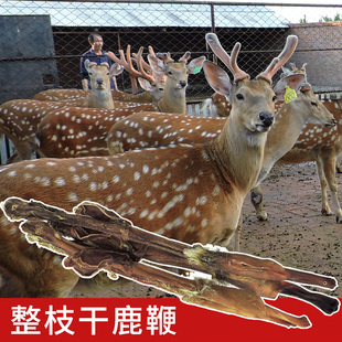 东北鹿鞭吉林大公鹿种鹿鞭鹿场销售鹿乡镇发货男性泡酒整枝