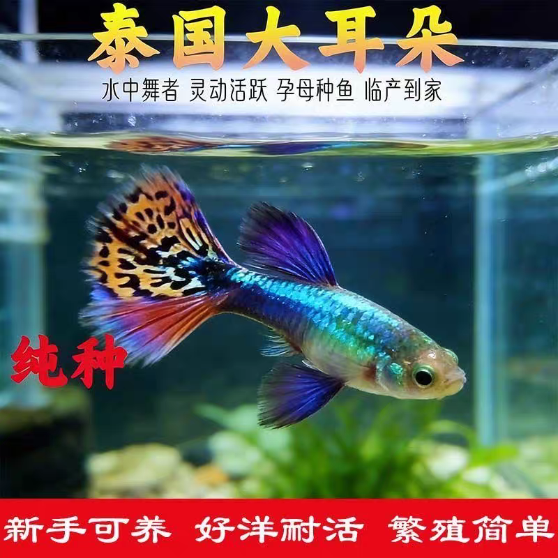 孔雀鱼泰式大耳朵马赛纯种热带鱼观赏鱼小型好养活体鱼繁殖小金鱼