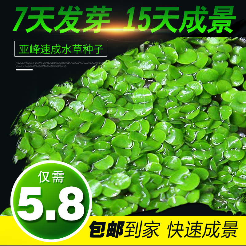水草种子套餐活体批发造景懒人矮珍珠前景鱼缸水族箱观赏鱼牛毛毡