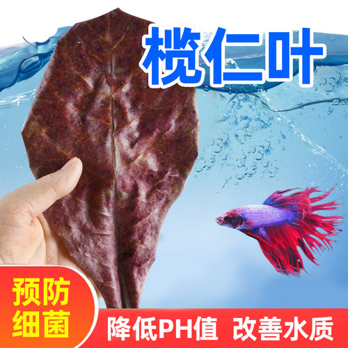 亚峰榄仁叶改善水质抑制细菌