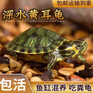 乌龟黄耳龟活物深水鱼缸混养吃粪龟宠物小观赏情侣龟苗黄头侧颈龟