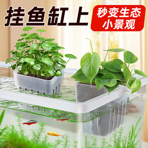 鱼缸水培定植篮秒变生态小景观