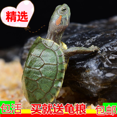 到手都是精品龟包活好养送粮!