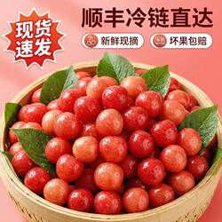 【顺丰现货】空运四川小樱桃现攀枝花米易小樱桃孕妇水果农家特产