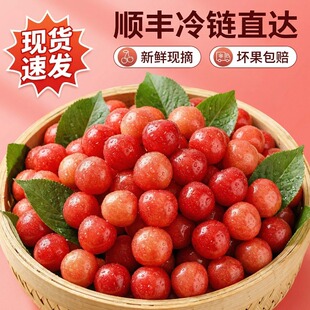 空运四川小樱桃现攀枝花米易小樱桃孕妇水果农家特产 顺丰现货