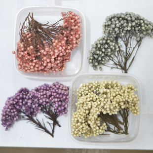 永生米花干花包短枝花头米草永生花手工材料包压花浮油花相筐花材