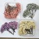 永生米花干花包短枝花头米草永生花手工材料包压花浮油花相筐花材