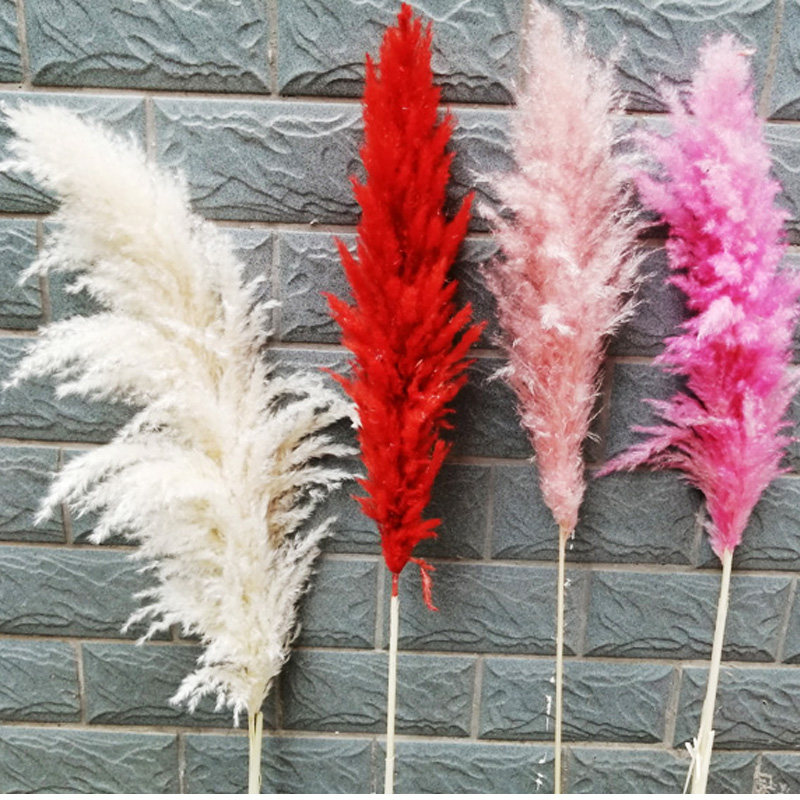 包邮婚庆大芦苇干花花束粉红肉粉色天然风干真花ins厨窗布景摄影