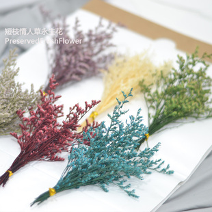短枝情人草永生花花束天然真花风干花头手工DIY玻璃罩配花材料包