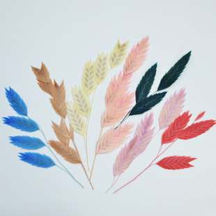 小盼草干花包短枝花头手工贴画滴胶团扇制作材料包压花手账纯花朵