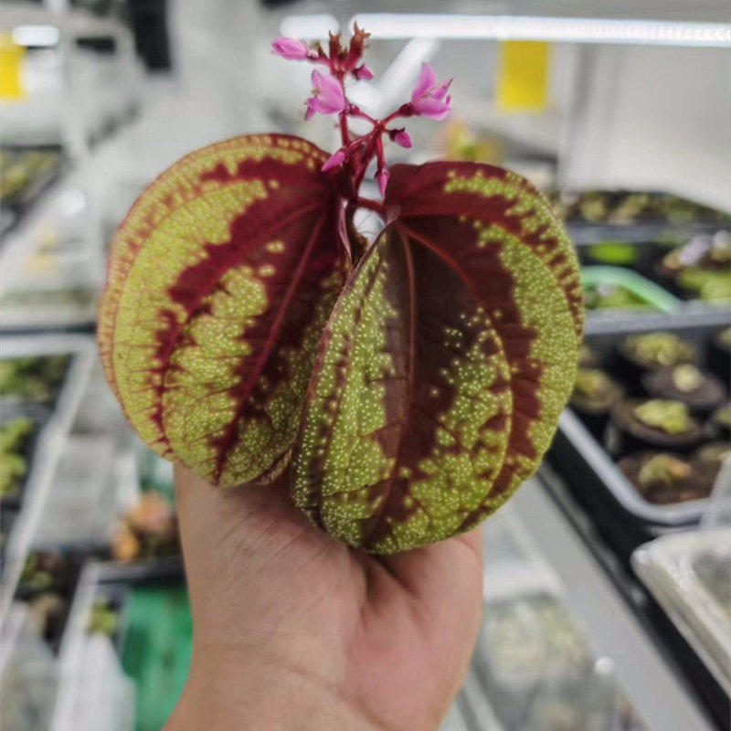 【青氧】迷你绿植植物阶梯蜂斗草Sonerila.sp加里曼丹热带雨林缸