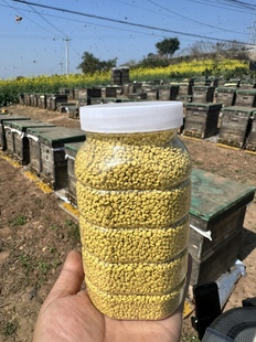 假一赔十四川油菜花粉天然正品 食用新鲜蜂花粉颗粒500g