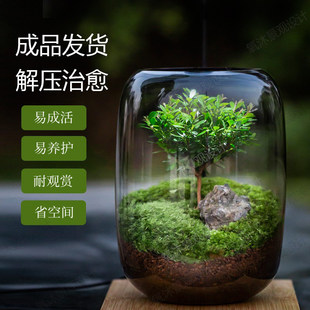 苔藓微景观创意桌面生态缸盆景办公室生态瓶植物盆栽 生命之树