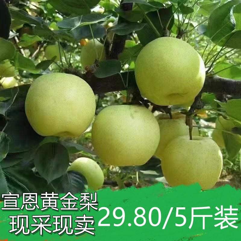 宣恩黄金梨恩施水果现采现卖