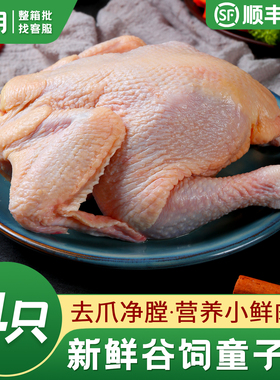 新鲜童子鸡西装鸡商用20只冷冻全鸡生鲜整鸡三黄鸡白条鸡冷冻批发
