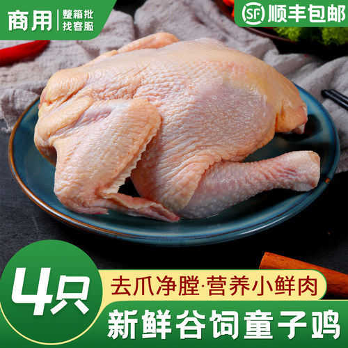 新鲜童子鸡西装鸡三黄鸡顺丰包邮