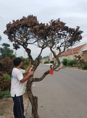 带皮造型树枝树杈干支树枝造型吊挂灯树枝橱窗造景迎客松造景树