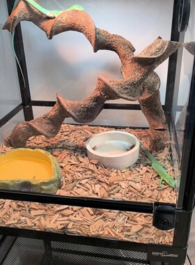 过江龙枯木树枝花艺造景材料爬宠造型热带鬃狮蜥蜴守宫睫角蛇攀爬