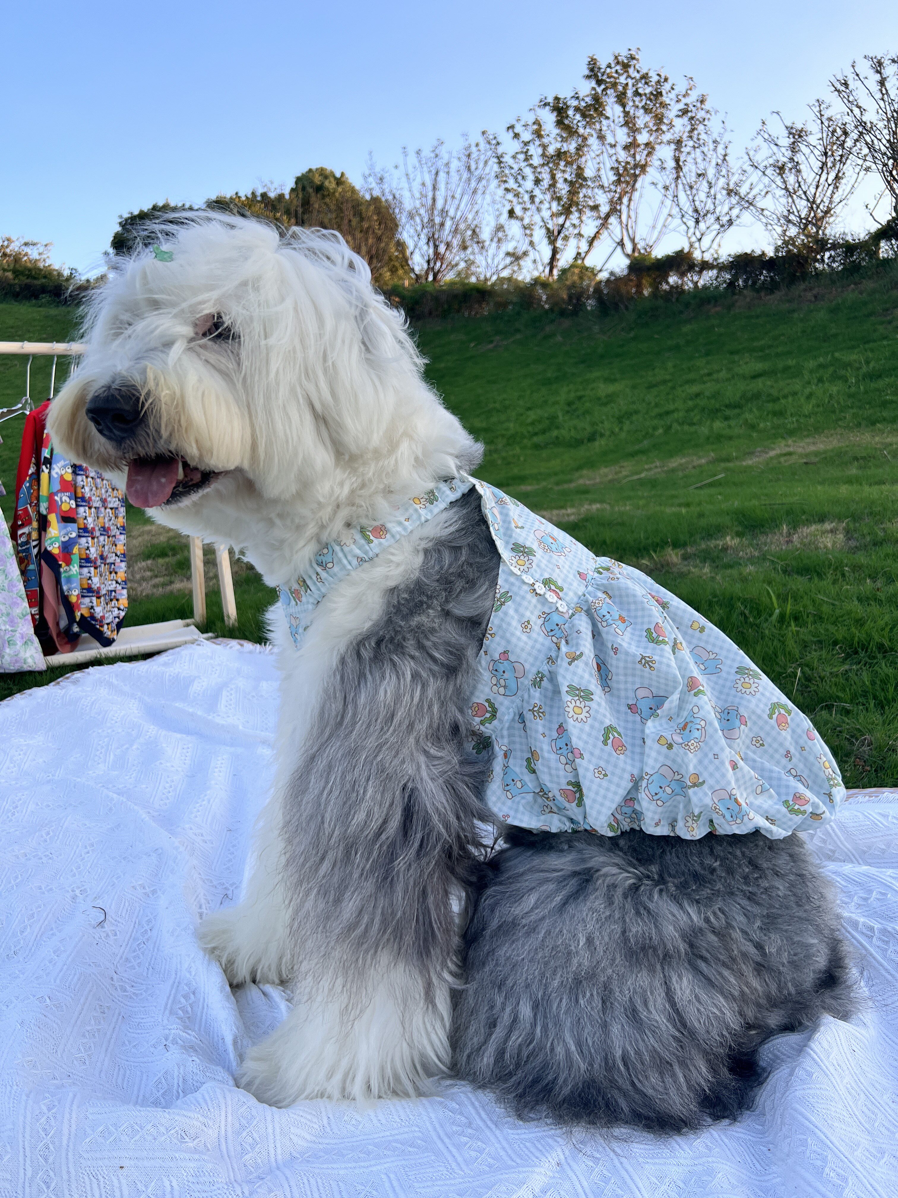 狗狗裙子蓬蓬裙纯棉可爱ins风中大型犬衣服古牧金毛巨贵边牧萨摩