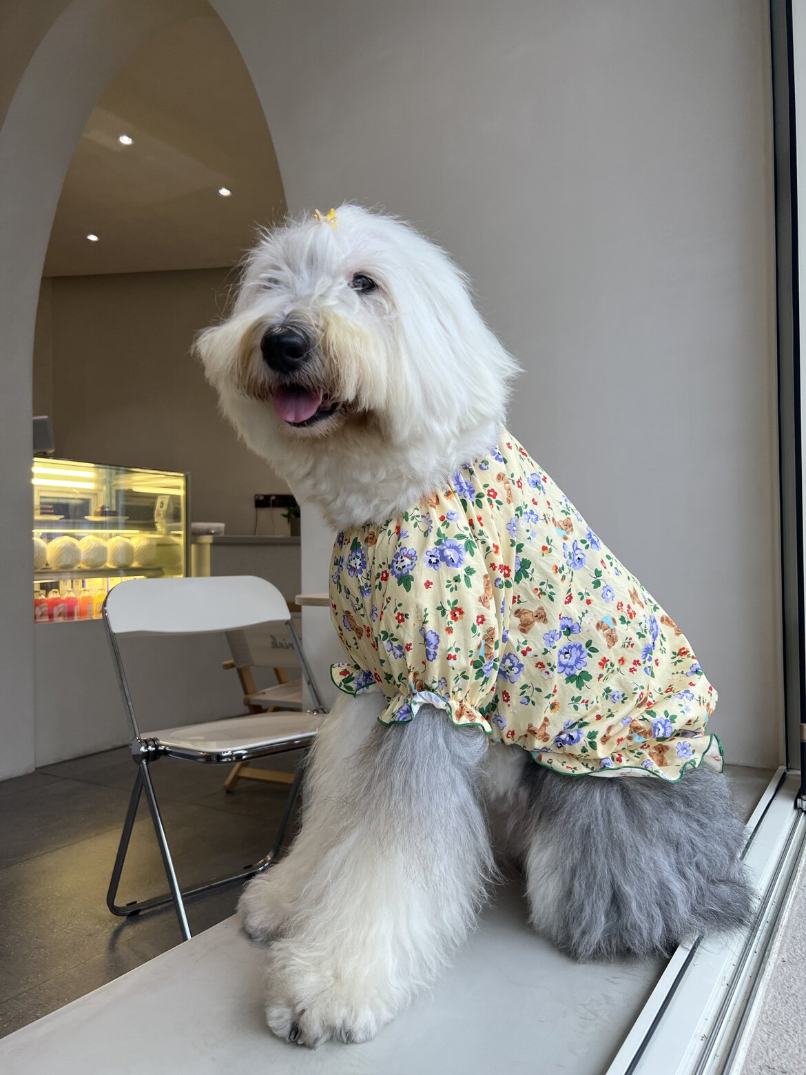 大狗衣服宠物碎花棉套头衫黄色小熊中大型犬小裙古牧金毛萨摩巨贵