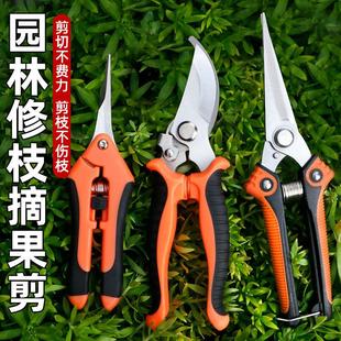 家用修枝剪果树专用剪子鲜花园艺剪不锈钢剪树枝绿化嫁接园林剪刀