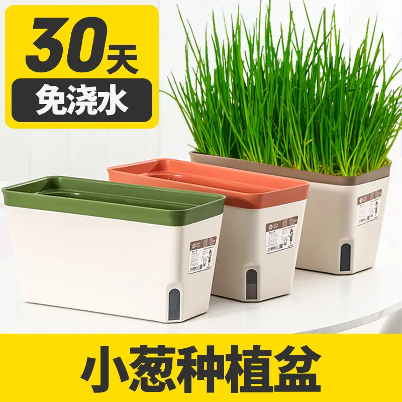 阳台香菜懒人种菜菜盆种植蔬菜