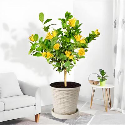 佛手盆栽带花苞/金佛手树苗