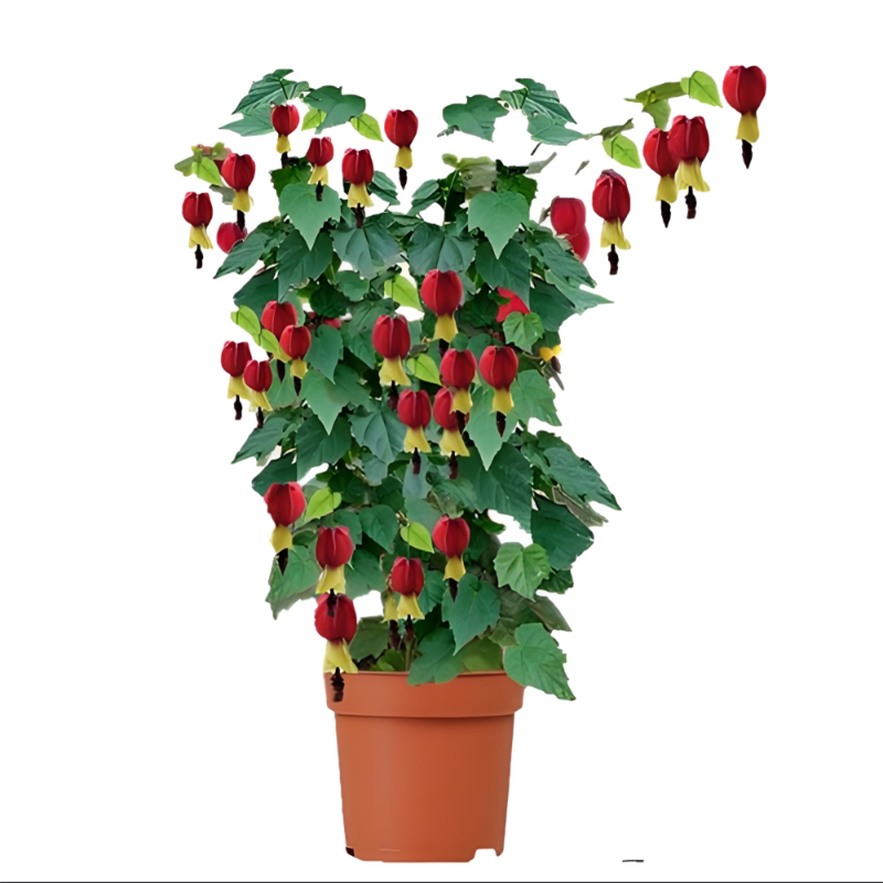 灯笼花盆栽带花苞四季开花图片