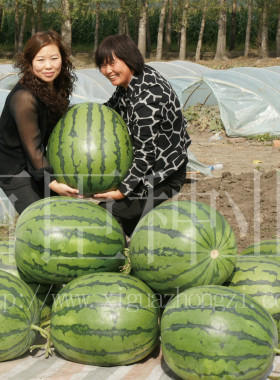 百臣大地雷雷哥大西瓜种子口感甜脆多汁薄皮红瓤耐运输