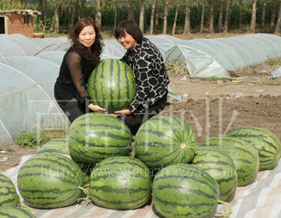 百臣大地雷雷哥大西瓜种子口感甜脆多汁薄皮红瓤耐运输