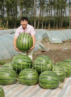 百臣大地雷一号大西瓜种子 薄皮抗病乃运输 大红瓤 糖度好