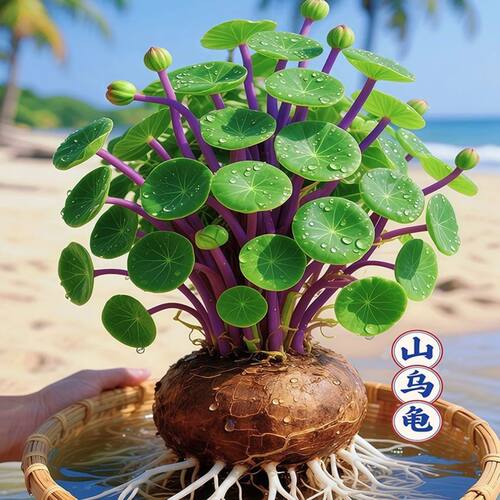 【懒人绿植】清仓红藤山乌龟水培花卉大全懒人绿植爬藤观叶四季