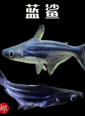 淡水鲨鱼热带鱼虎头观赏鲨鱼白化鲨小蓝鲨热带观赏鱼新手入门好养