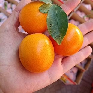 福建尤溪金桔特大果现摘当季新鲜水果5斤装橘子非融安脆皮小金柑