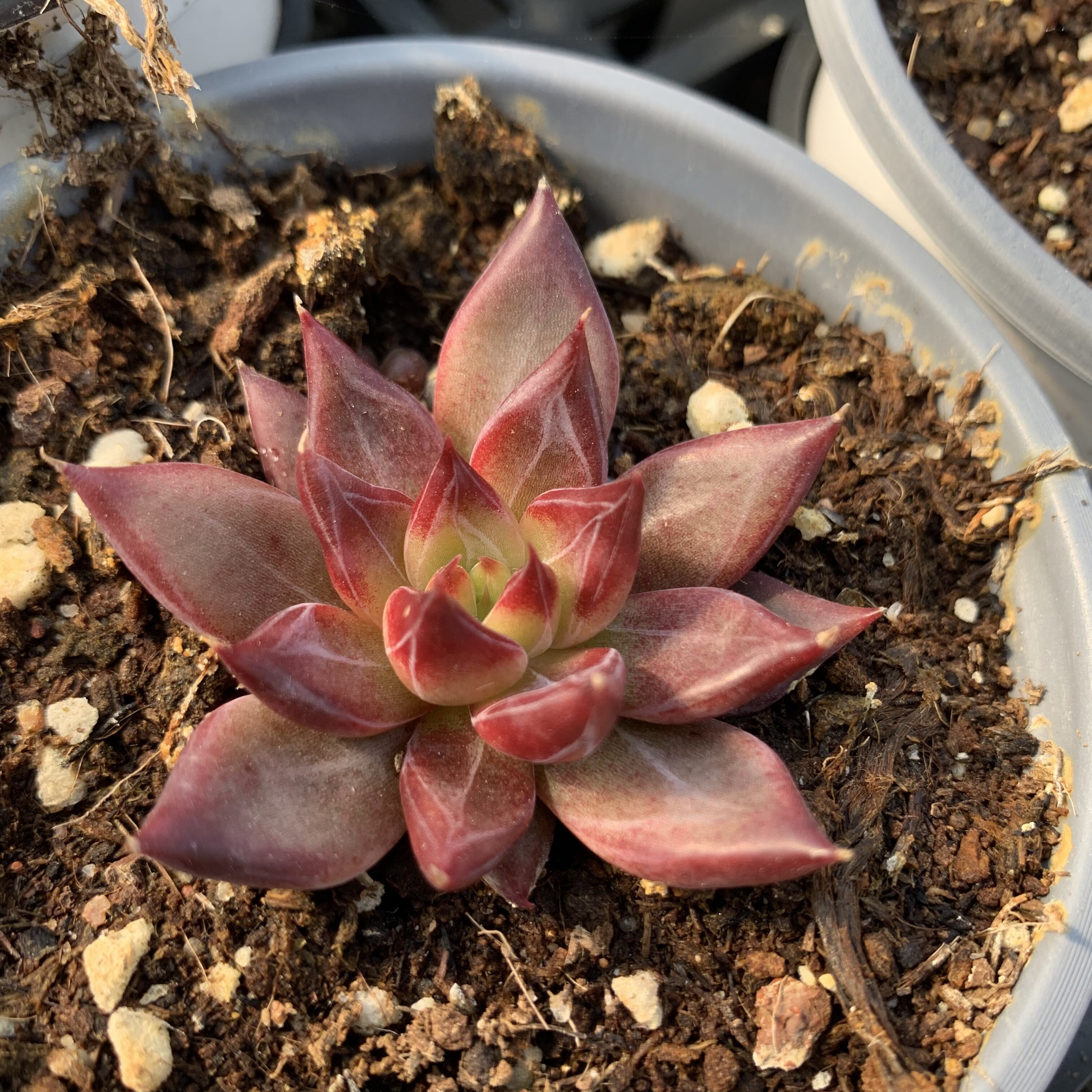 红灵魂黄灵魂多肉植物老桩多肉室内肉肉状态肉肉精品控养肉嘟嘟