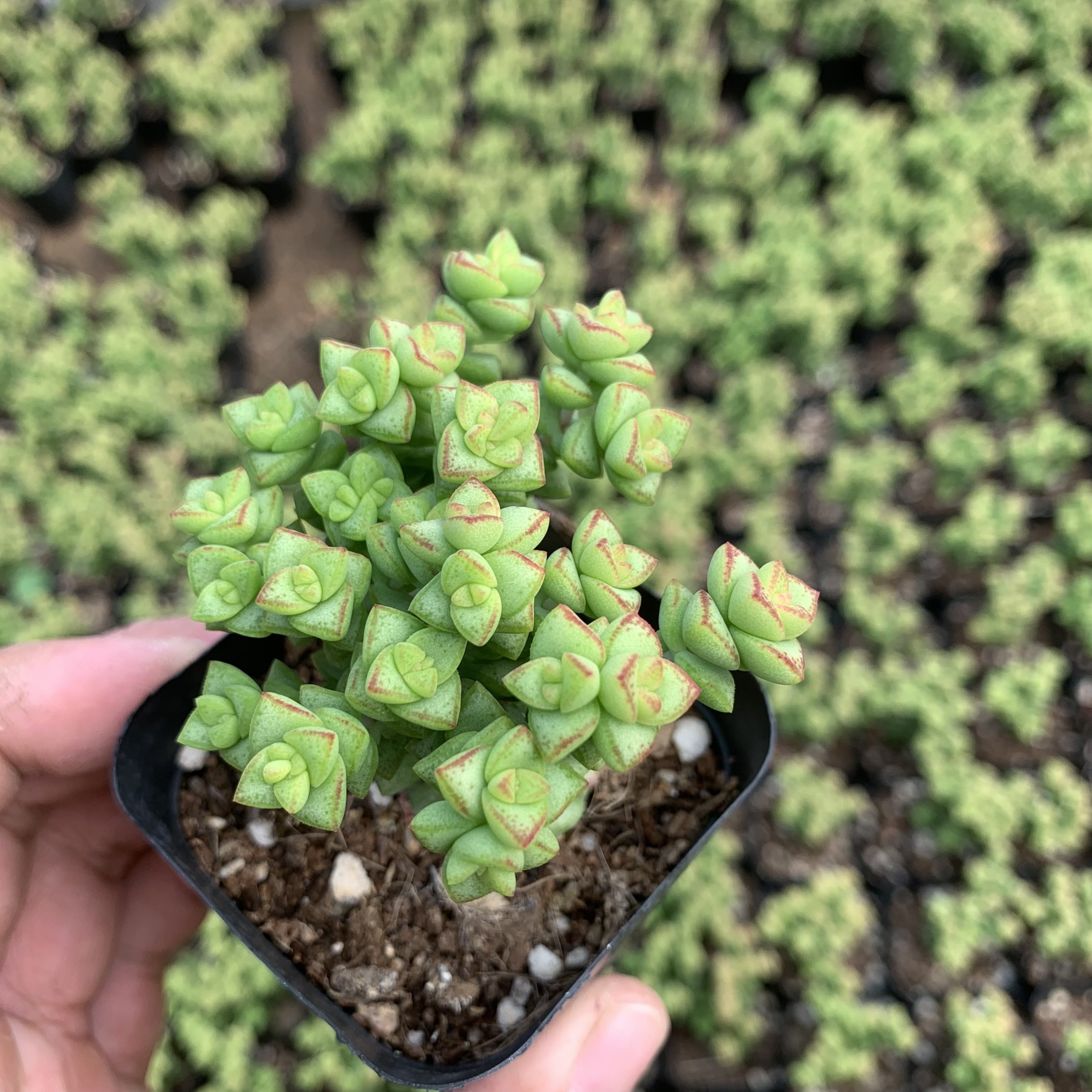 小米星老桩多肉精品控养多肉室内阳台植物状态肉肉多肉植物