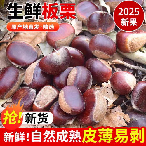 秦岭新鲜板栗2025年新货大板栗