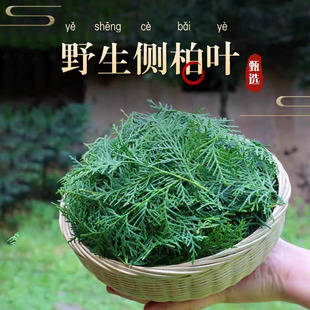 干侧柏叶秦岭野外生中药材干品洗发乌发阴干侧柏叶另有香附子