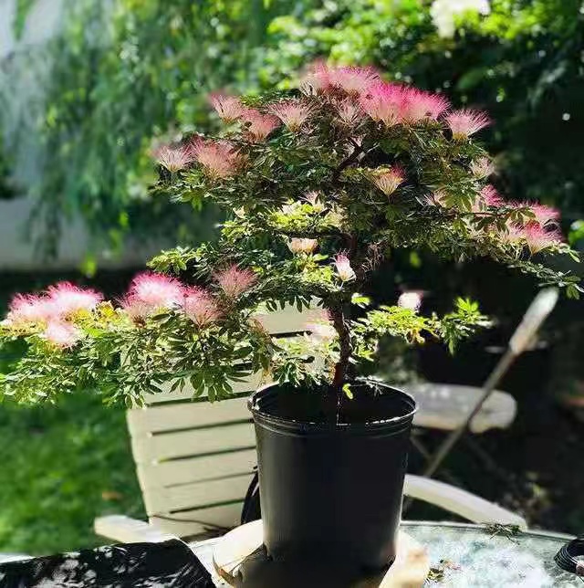 金鸿矮生合欢花盆栽花苗种植常绿灌木观赏性高细叶粉扑花盆栽 鲜花速递/花卉仿真/绿植园艺 绣球/木绣球/木本植物 原图主图