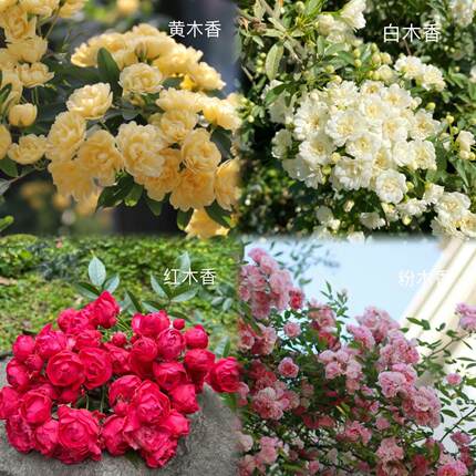 月季花红木香白木香黄粉爬藤植物藤本花卉庭院露台耐寒花苗盆栽