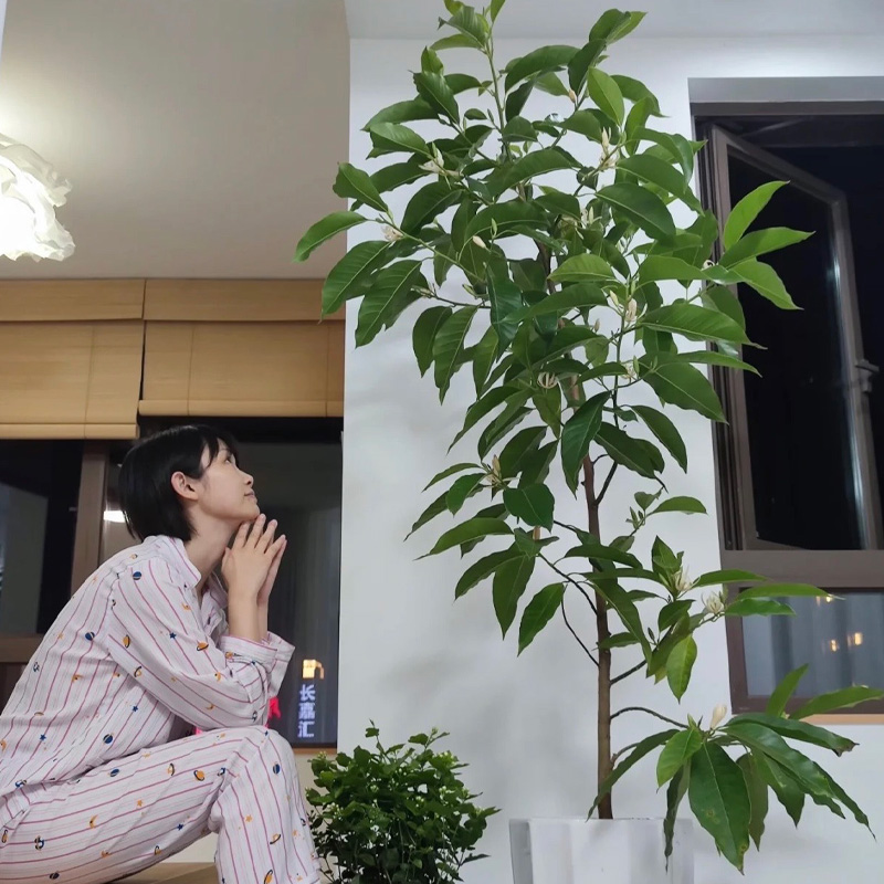 白兰花玉兰树苗花卉植物室内庭院绿植易活带花苞开白兰盆栽开花