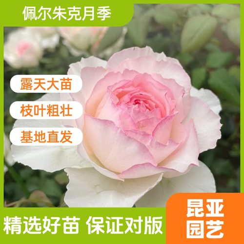昆亚花园佩尔朱克月季花苗