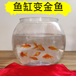空缸变金鱼古彩戏法空盆来鱼舞台魔术道具满缸鱼年年有鱼晚会年会