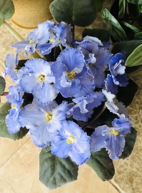 非洲堇紫罗兰sky diver空中潜水者四季开办公室内喜阴花两件包邮