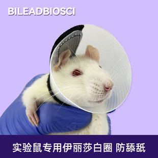 防舔舐啃咬 术后给药观察 大小鼠专用伊丽莎白圈 大小鼠皮炎造模
