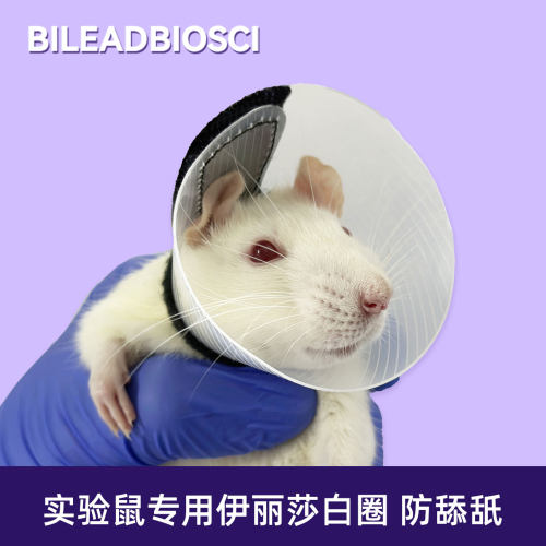 小鼠伊丽莎白圈防舔舐啃咬