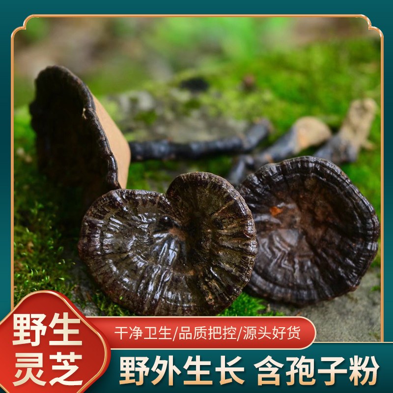 灵芝野生正品食用新鲜250g