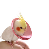 鸟用伊丽莎白圈鹦鹉防咬圈玄凤虎皮防啄毛牡丹掉毛受伤保护项圈