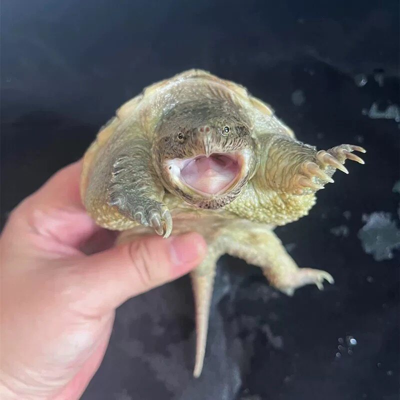 纯佛爆刺佛鳄小鳄龟苗便宜活物大乌龟食用鳄鱼龟幼苗草龟鳄龟巴西