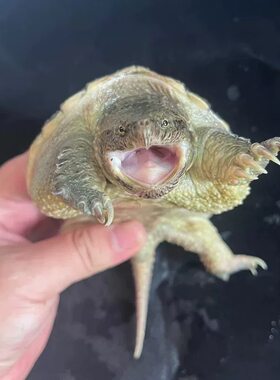 纯佛爆刺佛鳄小鳄龟苗便宜活物大乌龟食用鳄鱼龟幼苗草龟鳄龟巴西